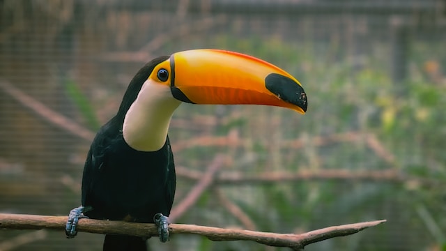 Tucano-toco