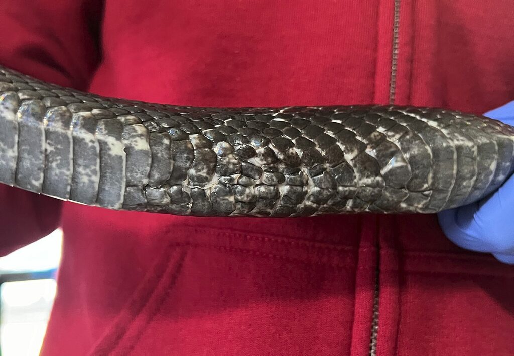 Como uma cobra-rato acabou com uma bola de câmbio no estômago cobra-rato que comeu uma bola de câmbio