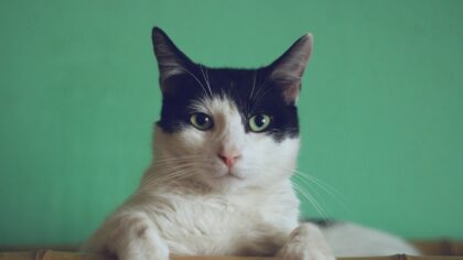10 curiosidades sobre os gatos