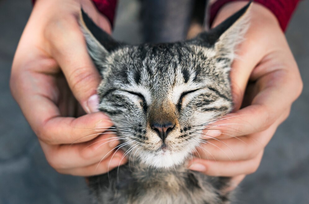 50 ideias de nomes engraçados para gatos