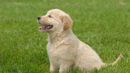 50 ideias de nomes para cães