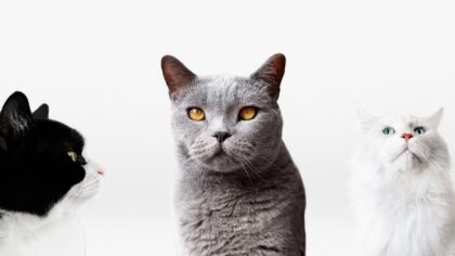 Dando nome a gato filhote ideias criativas para escolher