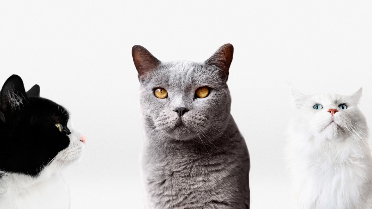 Dando nome a gato filhote ideias criativas para escolher